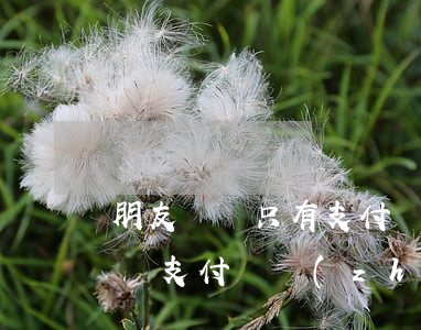 朋友騙錢只有支付寶轉(zhuǎn)賬記錄(支付寶轉(zhuǎn)帳被騙了但是已經(jīng)到賬怎么要回來(lái)只有轉(zhuǎn)賬記錄)