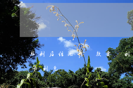 服刑后信用卡還款要還利息嗎（服刑之后信用卡利息）