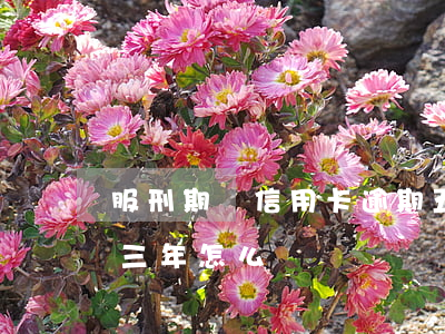 服刑期間信用卡逾期五年(因服刑信用卡逾期三年怎么辦)