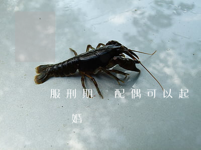 服刑期間配偶可以起訴離婚嗎(配偶判刑可以離婚嗎)