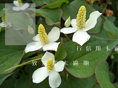 服刑期間銀行信用卡逾期(服刑導(dǎo)致信用卡逾期)