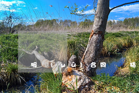 服務(wù)合同糾紛指什么