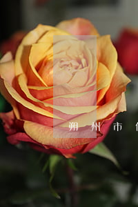 朔州市住房公積金查詢(朔州住房公積金電話)