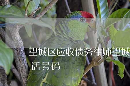望城区应收债务律师(望城区应收债务律师电话号码)