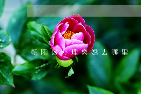 朝阳区办理离婚去哪里