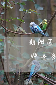 朝阳区的律师事务所(朝阳区北京市朝阳区律师事务所)