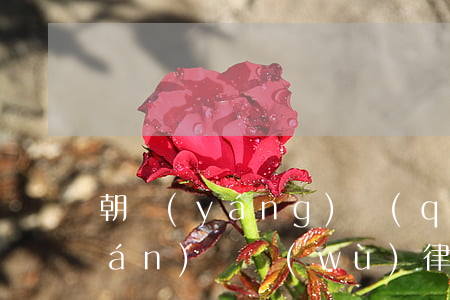 朝陽(yáng)區(qū)找債權(quán)債務(wù)律師(朝陽(yáng)區(qū)找債權(quán)債務(wù)律師事務(wù)所)