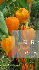 期待合伙人逾期2天叫我全部還清怎么辦（期待合伙人逾期多少起訴）