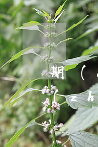 期權(quán)是用股權(quán)質(zhì)押貸款嗎