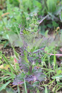 未婚夫欠網(wǎng)貸太多(網(wǎng)貸欠債太多,老婆要和我離婚)