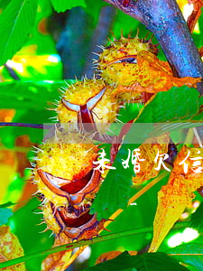 未婚欠信用卡的錢(qián)人死了怎么辦-