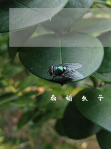 未婚生子怎么上戶口(未婚生子怎么上戶口)