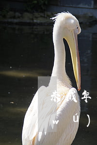未成年人無(wú)證駕駛的交通事故(無(wú)證未成年駕駛機(jī)動(dòng)車(chē)出現(xiàn)交通事故)