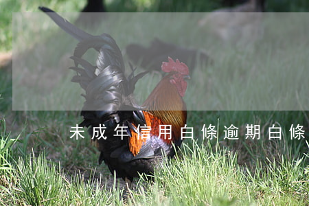 未成年信用白條逾期(白條逾期不能用)