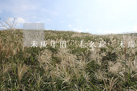 未成年借錢怎么起訴(未成年借錢起訴有用嗎)