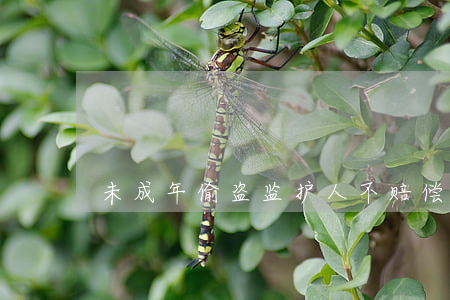 未成年偷盗监护人不赔偿怎么办
