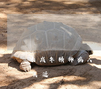 未成年精神病人監(jiān)護人只能是其近親屬嗎