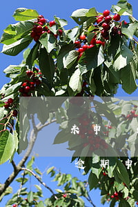 未申報的逾期申報可以查出來嗎-未申報的逾期申報可以查出來嗎怎么查