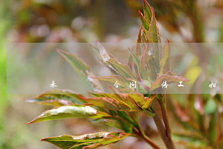未簽勞動合同雙倍工資如何計算