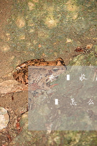 未簽收法院傳票可以開庭嗎(法院傳票沒簽收會怎么樣)