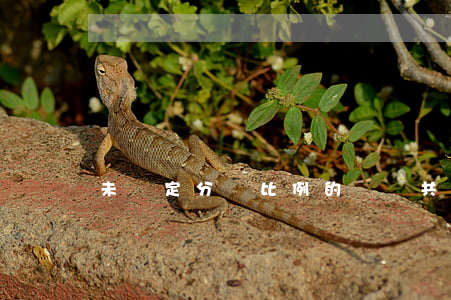 未約定分擔比例的連帶共同保證人應平均分擔債務