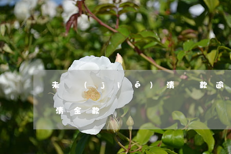 未結(jié)清貸款逾期未還(如逾期未付清全款)