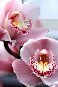未經(jīng)他項(xiàng)權(quán)人允許法院可以拍賣(mài)嗎