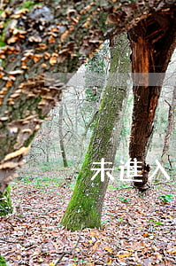 未進入征信的花唄逾期(征信花沒有逾期)
