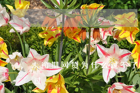未逾期网贷为什么过不了(网贷从来没有逾期过)