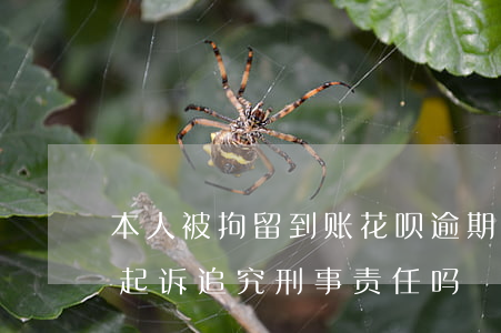 本人被拘留到账花呗逾期(花呗逾期真的会被起诉追究刑事责任吗)