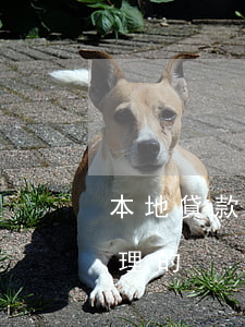 本地貸款逾期怎么處理(本地貸款逾期怎么處理的)