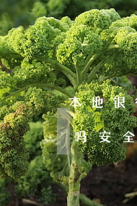 本地银行能停息挂账吗 本地银行能停息挂账吗安全吗