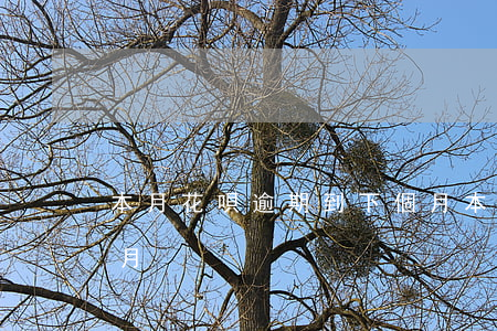 本月花唄逾期到下個月(本月花唄逾期到下個月)