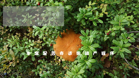 本案是否亦适用破产程序