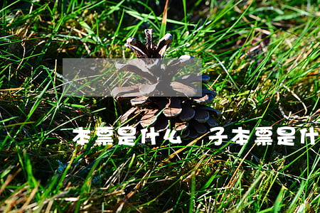 本票是什么(電子本票是什么)