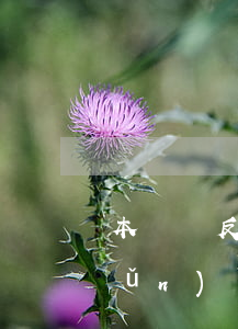 本證與反證的證明標(biāo)準(zhǔn)
