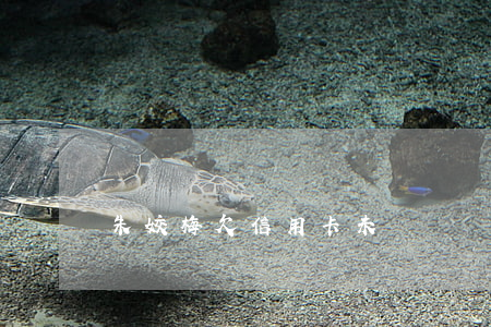 朱姣梅欠信用卡未還