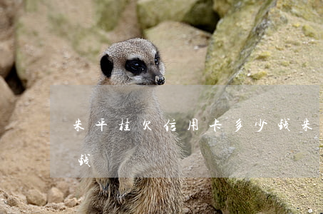 朱平桂欠信用卡多少钱（朱平桂欠信用卡多少钱）