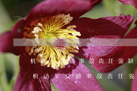 机动车交通事故责任强制保险条例(2021机动车交通事故责任强制保险条例)