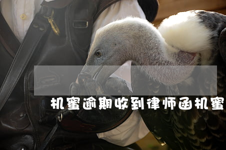 机蜜逾期收到律师函 机蜜逾期能不能续期