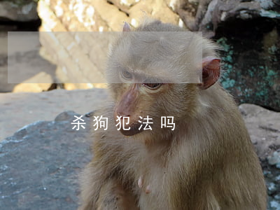 杀狗犯法吗