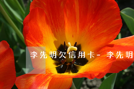 李先明欠信用卡-李先明簡介