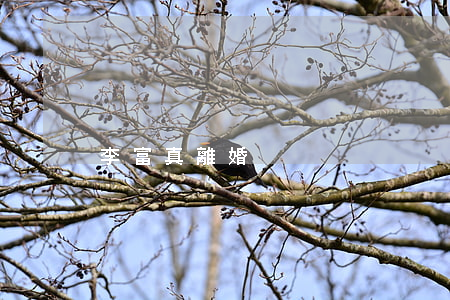 李富真離婚
