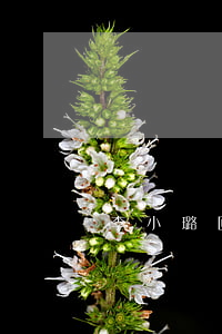 李小璐回應(yīng)離婚
