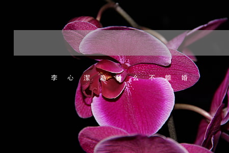 李心潔為什么不離婚