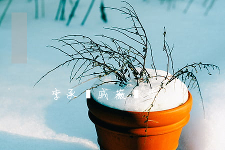 李承鉉戚薇離婚