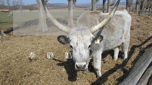 李曉璐離婚