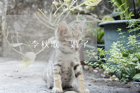 李秋歌離婚了嗎