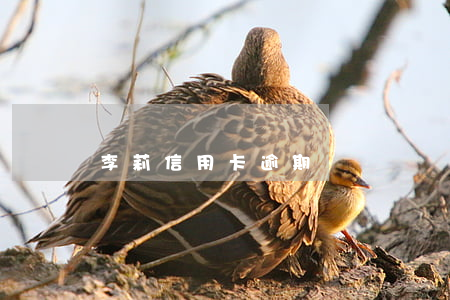 李莉信用卡逾期