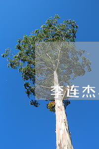 李连杰与利智离婚